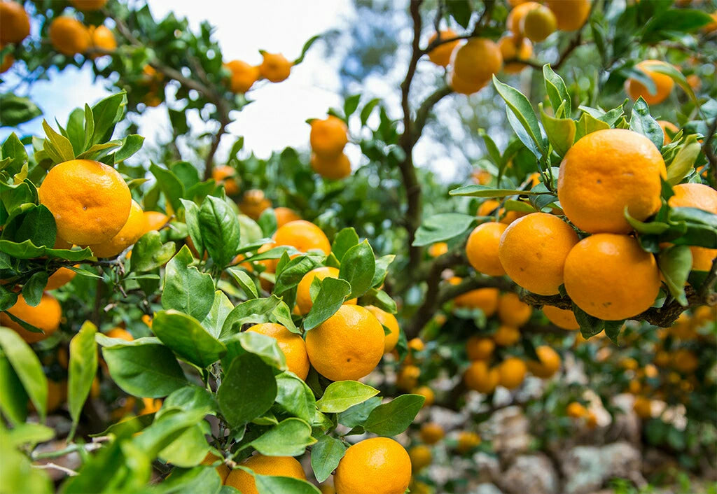 极味和歌山柑橘汁 (500ml x 3 瓶)
