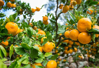 极味和歌山柑橘汁 (500ml x 3 瓶)